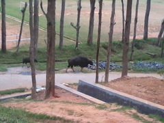 Bos gaurus