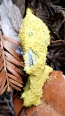 Fuligo septica