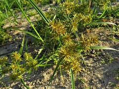 Cyperus odoratus