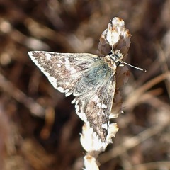 Muschampia proto