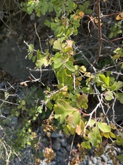 Rhus aromatica