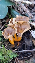 Craterellus lutescens
