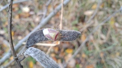 Piezodorus lituratus