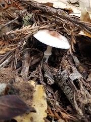 Lepiota rubrotinctoides