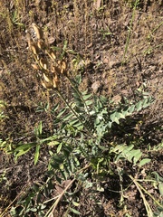Astragalus mollissimus