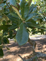 Quercus virginiana