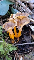 Craterellus lutescens