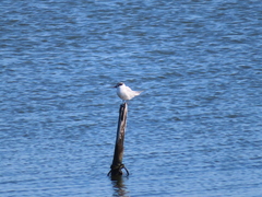 Sterna hirundo
