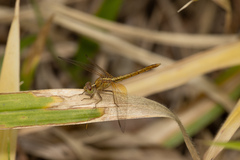 Diplacodes haematodes