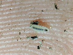 Haplophthalmus