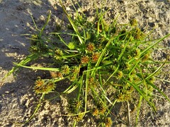 Cyperus virens