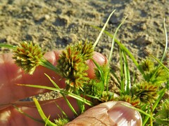Cyperus virens