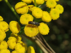 Megachilidae