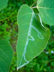 Phyllocnistis populiella