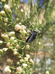 Copestylum violaceum