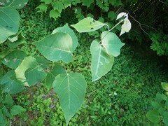 Phyllocnistis populiella