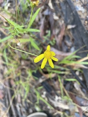 Senecio pinnatifolius