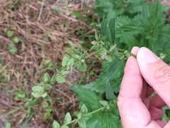Atriplex oblongifolia