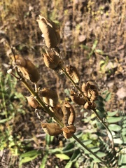 Astragalus mollissimus