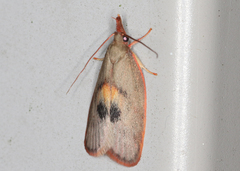 Enchocrates glaucopis