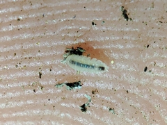 Haplophthalmus