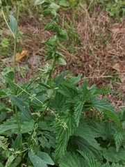 Atriplex oblongifolia