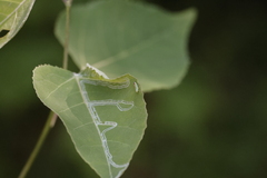 Phyllocnistis populiella