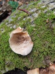 Crepidotus applanatus