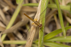 Diplacodes haematodes