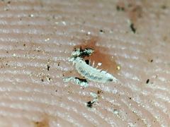 Haplophthalmus