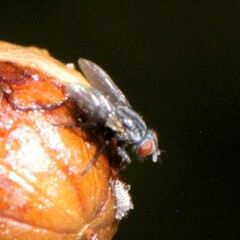 Brachycera
