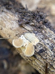 Mycorrhaphium adustum