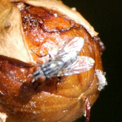 Brachycera