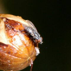 Brachycera