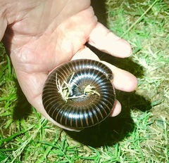 Archispirostreptus gigas