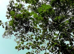 Cecropia obtusifolia