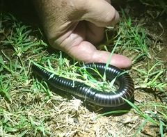 Archispirostreptus gigas