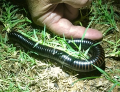 Archispirostreptus gigas