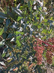 Nandina