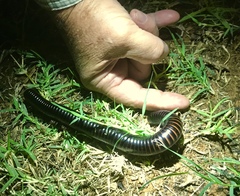 Archispirostreptus gigas