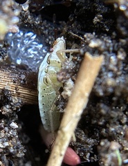 Oebalus