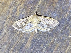 Herpetogramma thestealis