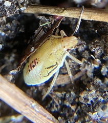 Oebalus