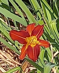 Hemerocallis fulva
