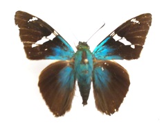 Telegonus azul