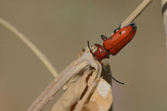 Tetraopes femoratus