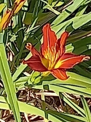 Hemerocallis fulva
