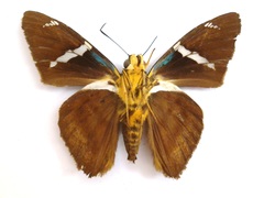 Telegonus azul