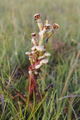 Disa cernua