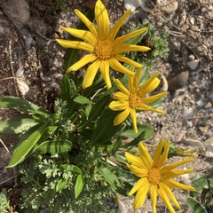 Gazania rigens